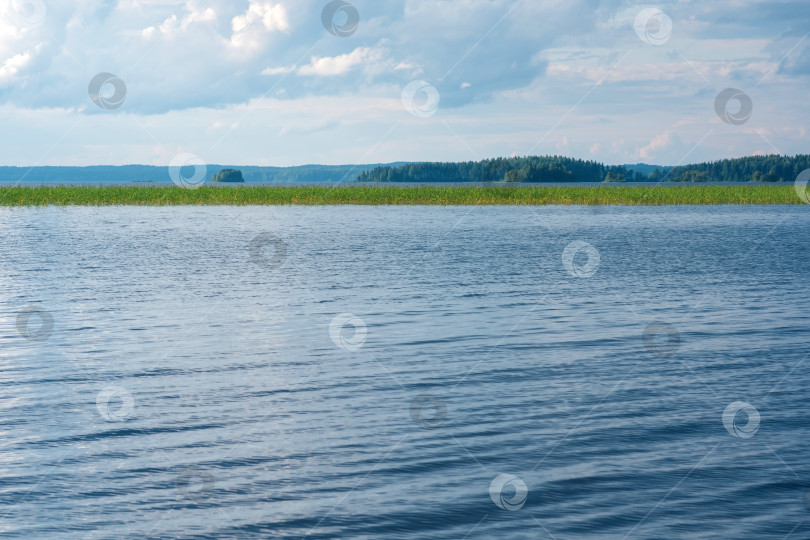 Скачать природный ландшафт, широкое озеро с заросшими тростником берегами и отдаленной береговой линией фотосток Ozero