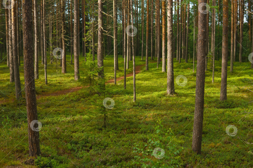 Скачать forest landscape, view of a boreal pine forest with a path among the moss фотосток Ozero