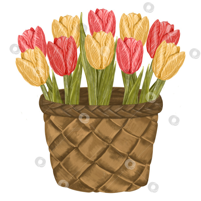 Скачать Watercolor basket of tulips. Flower arrangement isolated hand drawn illustration in countr syle. For greeting cards, invitations, easter, March 8 фотосток Ozero