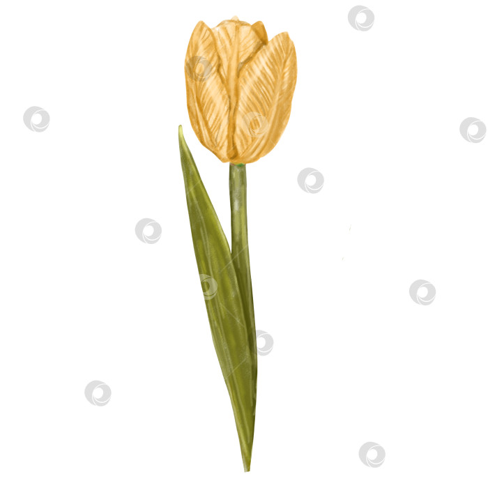 Скачать Watercolor illustration of a yellow tulip flower, hand drawn on a white background. Yellow spring tulips, primroses for March 8, Easter, holiday card фотосток Ozero