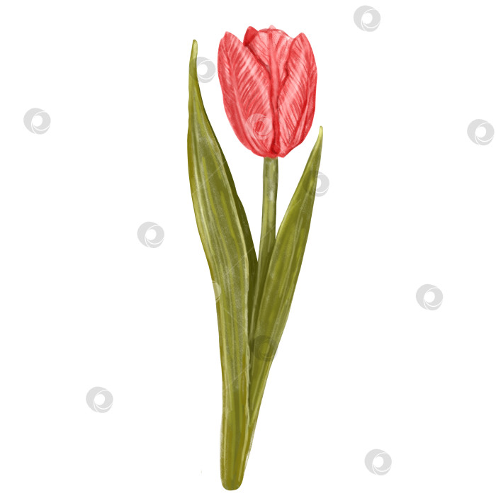 Скачать Pink watercolor tulip isolated on white background. Botanical illustration of tulip flower, hand drawn, for March 8, easter, cards, mother's day фотосток Ozero