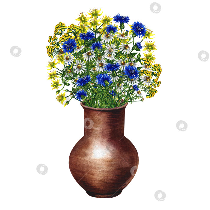 Скачать Bouquet of wild flowers in a vase. Chamomile, cornflowers, tansy and St. John's wort. Medicinal, pharmaceutical herbs. Watercolor hand drawn illustration. Isolate. For packaging, labels, postcards. фотосток Ozero