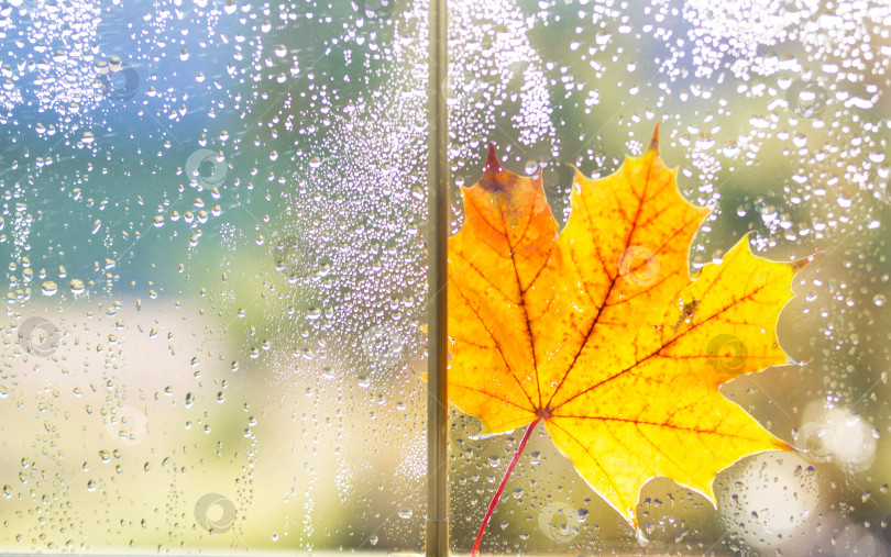 Скачать Желтый сухой кленовый лист прилип к мокрому стеклу окна вместе с каплями дождя. Осеннее настроение, прогноз погоды фотосток Ozero