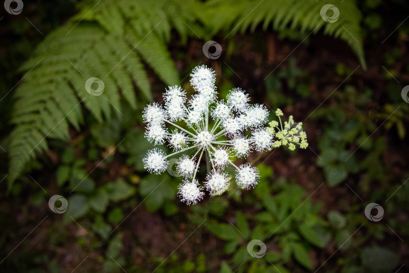 Скачать Дудник лекарственный, соцветие зонтичное, вид сверху фотосток Ozero