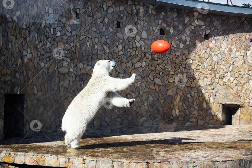 Скачать Белый медведь играет в мяч фотосток Ozero