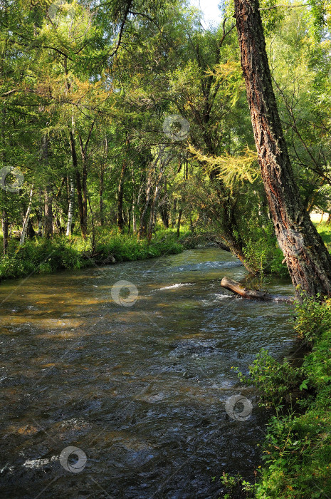 Скачать Тень на неглубокой реке от стволов деревьев в лучах восходящего солнца. фотосток Ozero