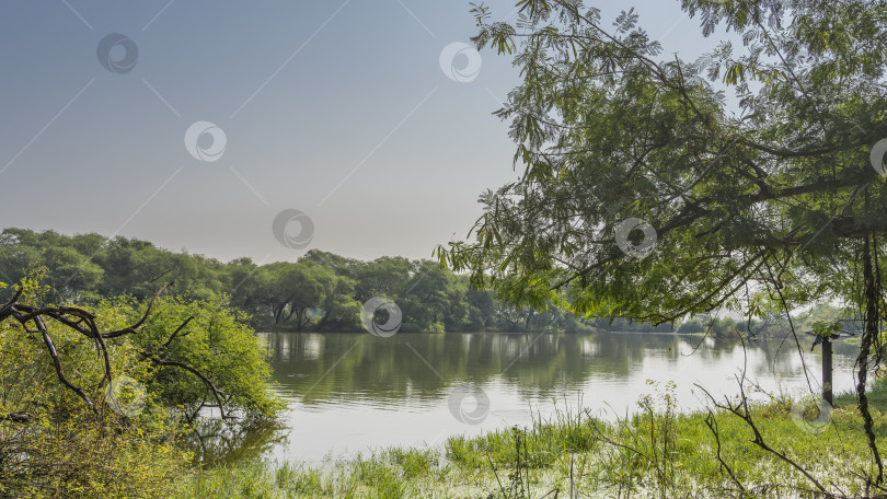 Скачать Деревья и трава растут на берегу спокойного озера. фотосток Ozero