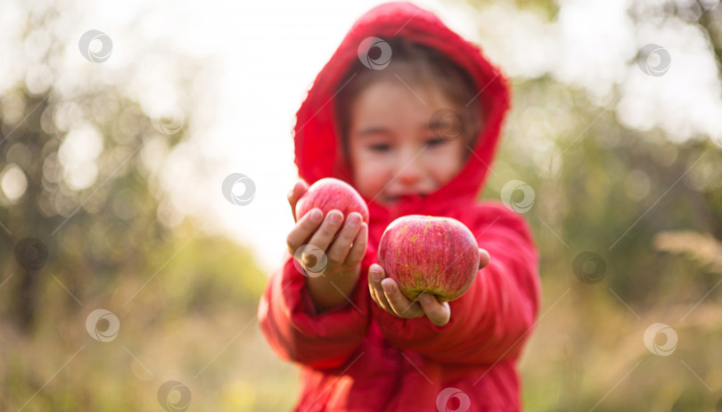 Скачать Маленькая девочка в красной куртке с капюшоном держит в руках яблоки. Осенний фестиваль урожая, день благодарения, фруктовый сад, витамины. Пространство для текста фотосток Ozero