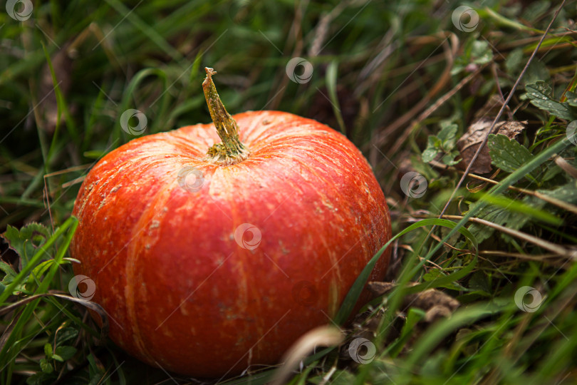 Скачать Оранжевая круглая тыква на зеленой траве. Осенний фестиваль урожая, Хэллоуин, день благодарения. Пространство для текста фотосток Ozero