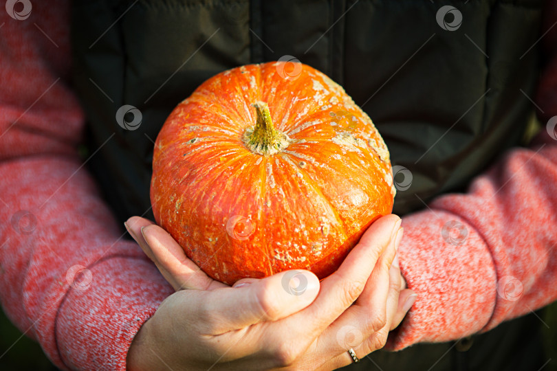 Скачать Оранжевая круглая тыква в женских руках на темно-зеленом фоне. Осенний фестиваль урожая, сельское хозяйство, садоводство, день благодарения, Хэллоуин. Теплая атмосфера, натуральные продукты. Пространство для текста фотосток Ozero