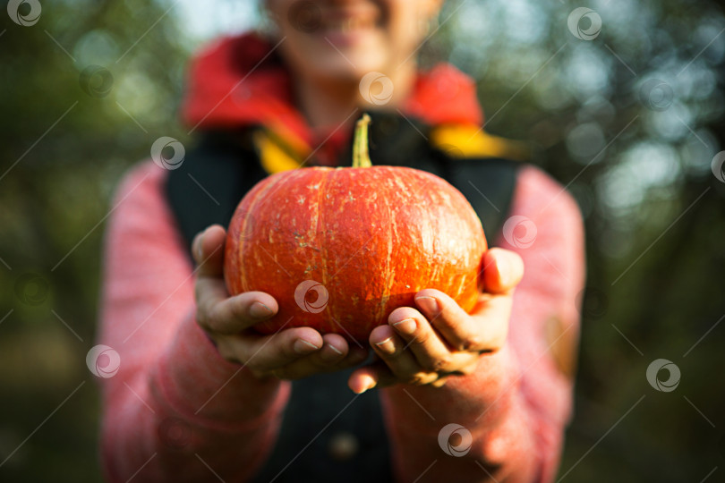 Скачать Оранжевая круглая тыква в женских руках на темно-зеленом фоне. Осенний фестиваль урожая, сельское хозяйство, садоводство, день благодарения, Хэллоуин. Теплая атмосфера, натуральные продукты. Пространство для текста фотосток Ozero