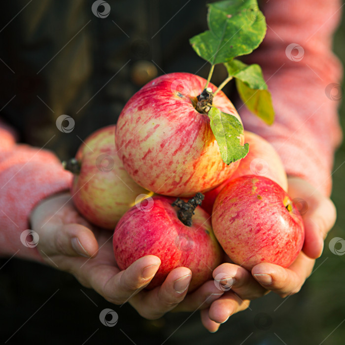 Скачать Розовые с полосками свежие яблоки с веток в женских руках на темно-зеленом фоне. Осенний фестиваль урожая, сельское хозяйство, садоводство, день благодарения. Теплая атмосфера, натуральные экологически чистые продукты фотосток Ozero