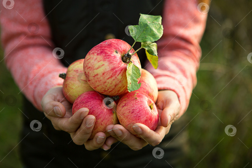 Скачать Розовые с полосками свежие яблоки с веток в женских руках на темно-зеленом фоне. Осенний фестиваль урожая, сельское хозяйство, садоводство, день благодарения. Теплая атмосфера, натуральные экологически чистые продукты фотосток Ozero