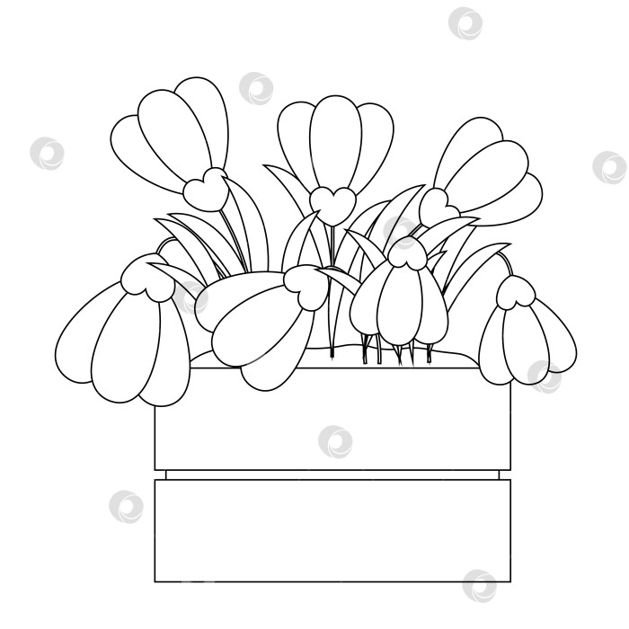 Скачать Цветок подснежник в деревянной коробке черно-белого цвета фотосток Ozero