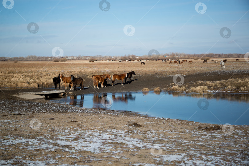 Скачать Кони на водопое, Казахстан фотосток Ozero