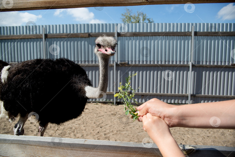 Скачать Страус на страусиной ферме фотосток Ozero
