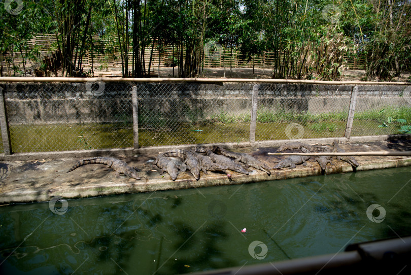 Скачать Крокодилы на крокодиловой ферме во Вьетнаме фотосток Ozero