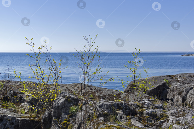 Скачать Маленькие березки на берегу Ладожского озера фотосток Ozero