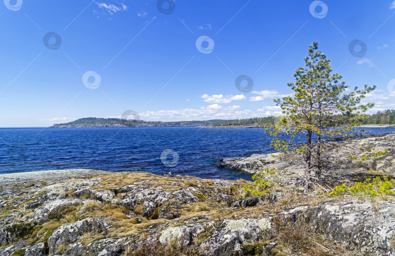 Скачать Маленькие сосны на берегу Ладожского озера фотосток Ozero