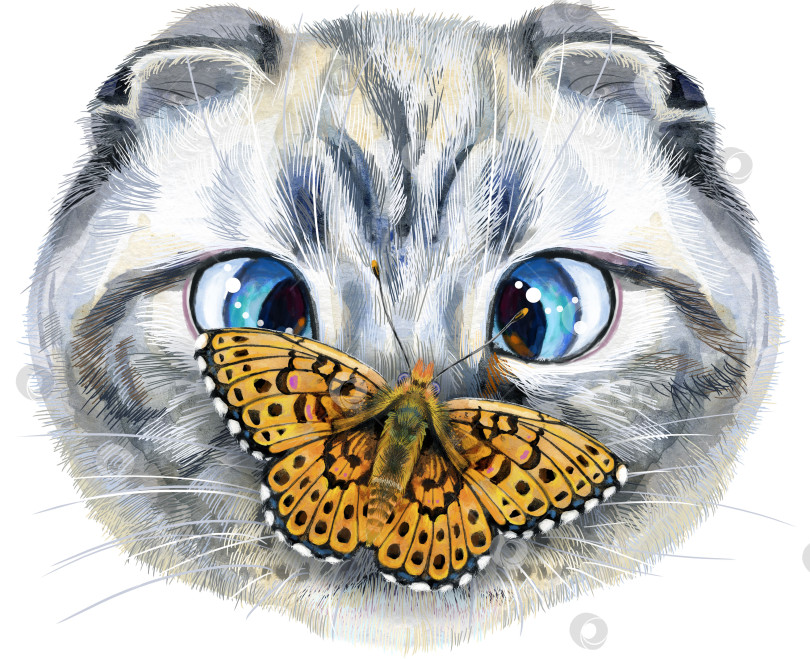 Скачать Прекрасный портрет шотландской вислоухой кошки крупным планом с баттерфи. Нарисованная вручную акварельная картина на белом фоне фотосток Ozero