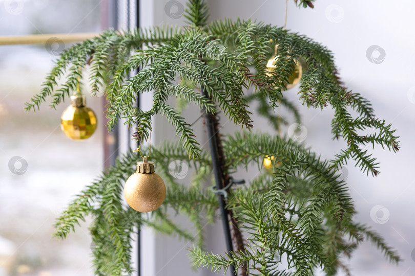 Скачать Комнатное растение араукария - это комнатная ель, украшенная рождественскими шарами, как рождественская елка у окна. Зеленый декор интерьера дома фотосток Ozero