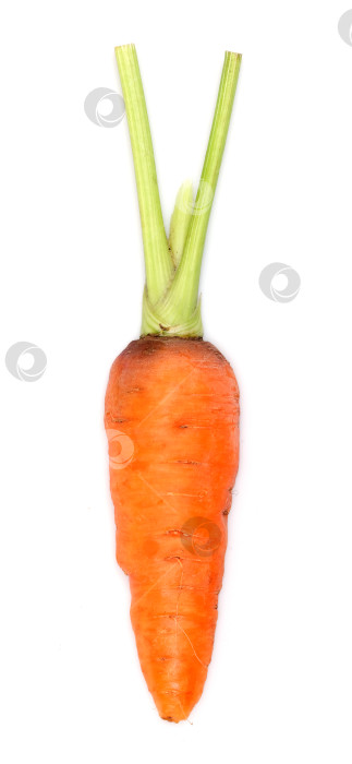Скачать Молодая морковь, выделенная на белом фоне фотосток Ozero