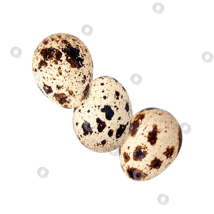 Скачать Пестрое перепелиное яйцо, выделенное на белом фоне. Элемент дизайна с контуром отсечения фотосток Ozero