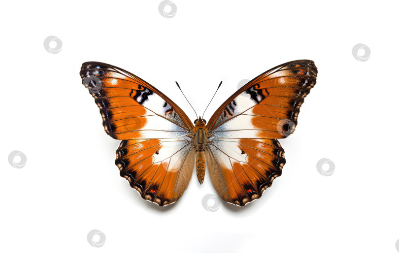 Скачать Бабочка с разноцветными крыльями, выделенными на белом фоне. Генеративный искусственный интеллект. фотосток Ozero