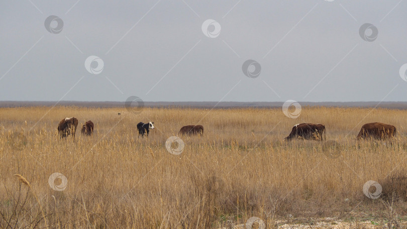 Скачать Стадо коров пасется зимой на сухой траве. Стадо крупного рогатого скота пасется на сухих засушливых пастбищах на сельской ферме.  Поле с сухой осенней травой фотосток Ozero