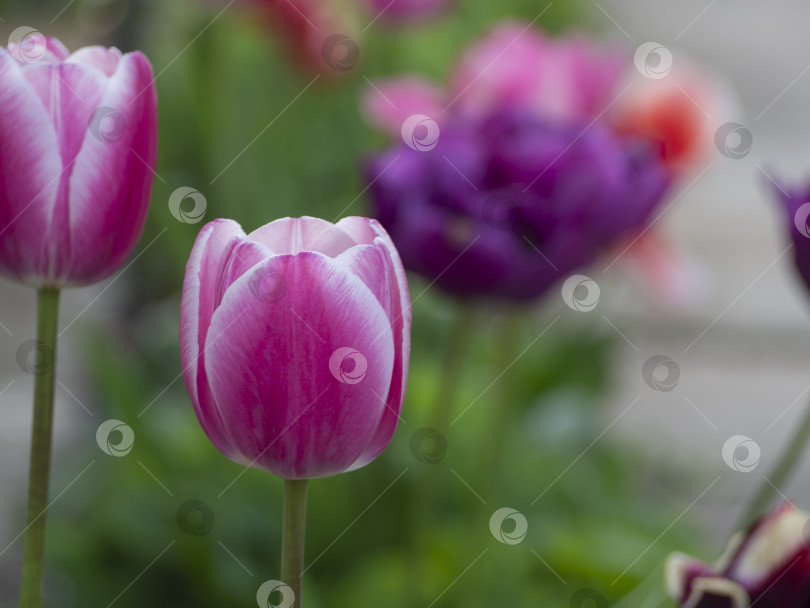 Скачать Розовый и белый тюльпан на фоне рассеянных цветов и зелени в весеннем саду фотосток Ozero