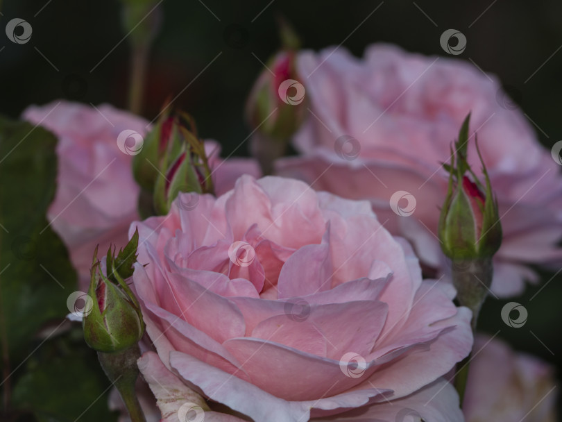 Скачать Красивый светло-розовый цветок розы. Цветок с нежными лепестками на фоне расфокусированных цветов и бутонов. Идеально подходит для фона поздравительной открытки фотосток Ozero