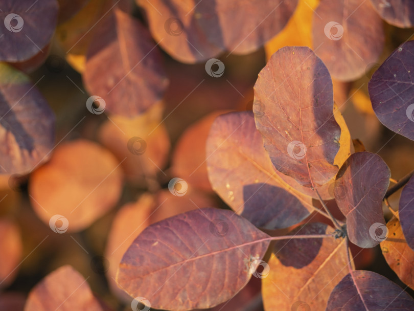 Скачать Красно-оранжевый фон осенних листьев. Красочный осенний фон с красивой винтажной гранжевой текстурой, элегантные насыщенные теплые осенние цвета Дня благодарения и Хэллоуина фотосток Ozero