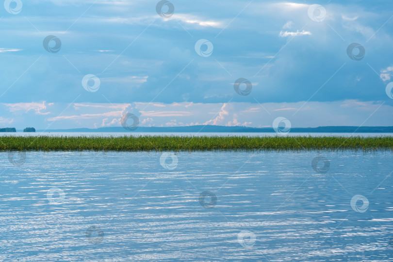 Скачать природный ландшафт, обширное мелководное озеро с заросшими тростником берегами летним вечером фотосток Ozero