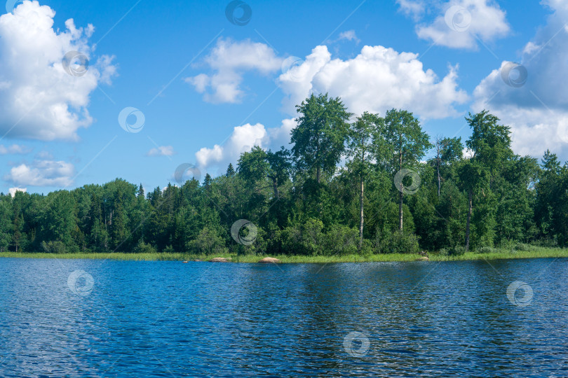 Скачать водный пейзаж, лесистый берег озера, вид с воды в солнечный день фотосток Ozero