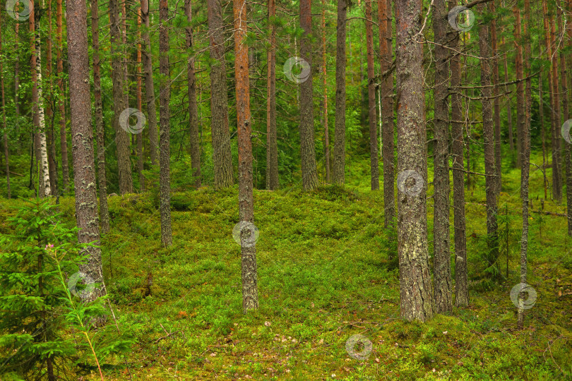Скачать природный ландшафт, сосновый бореальный лес с моховым подлеском, хвойная тайга фотосток Ozero