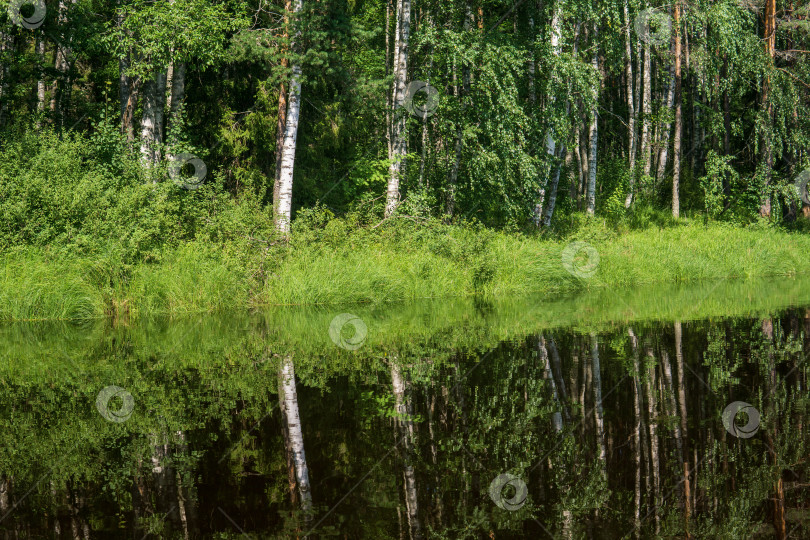 Скачать природный ландшафт, поросший травой берег лесного озера, вид с воды в солнечный день фотосток Ozero