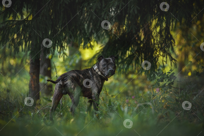 Скачать собака в лесу фотосток Ozero