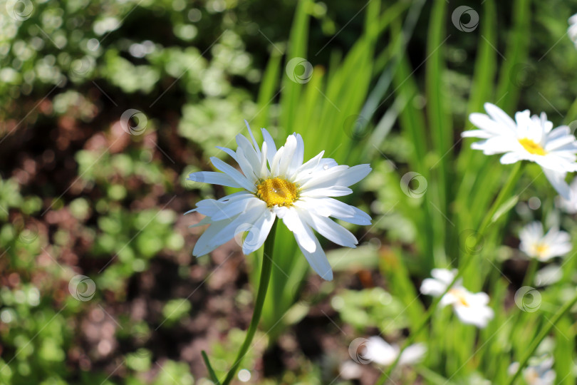 Ромашка садовая Белый гигант (Matricaria, Chrysanthemum leucanthemum)