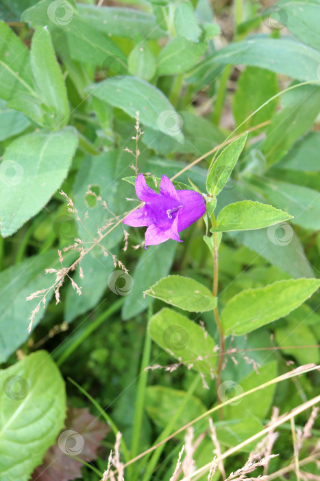 Скачать вертикальное фото - голубой цветок колокольчика Campanula фотосток Ozero