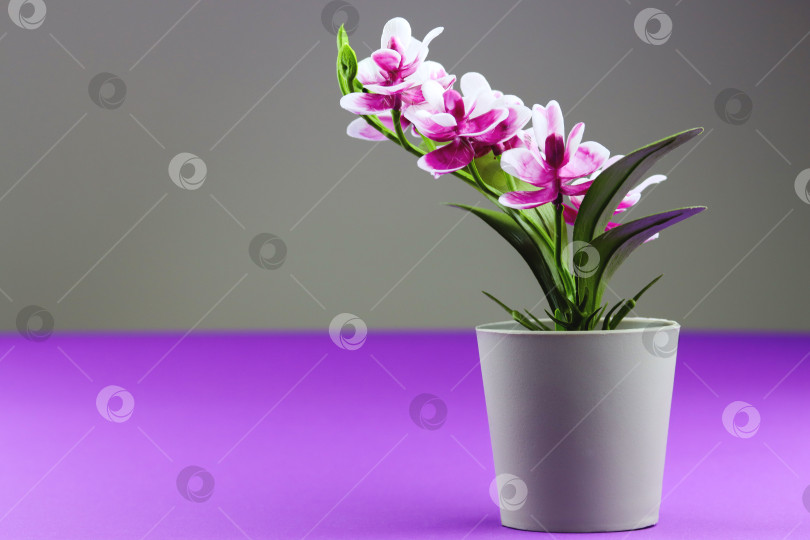 Скачать Розовая орхидея в цветочном горшке на фиолетово-сером фоне. Баннер с изображением цветка орхидеи с пространством для копирования, минималистичная концепция. Фиолетовый искусственный цветок орхидеи в горшке на красочном фоне фотосток Ozero