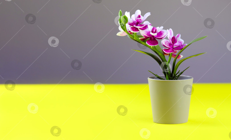 Скачать Розовая орхидея в цветочном горшке на желто-сером фоне. Баннер с изображением цветка орхидеи с пространством для копирования, минималистичная концепция. Фиолетовый искусственный цветок орхидеи в горшке на красочном фоне фотосток Ozero