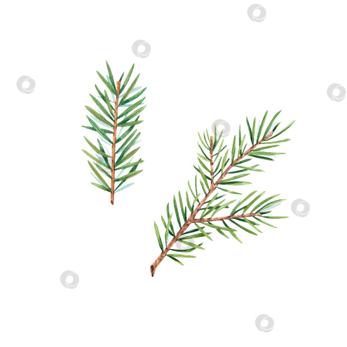 Скачать Ветка рождественской елки на белом фоне. Акварельная иллюстрация с изображением сосновых иголок, кедра, ели. Ветка подходит для оформления приглашений, упаковок, элементов дизайна, полиграфии. фотосток Ozero