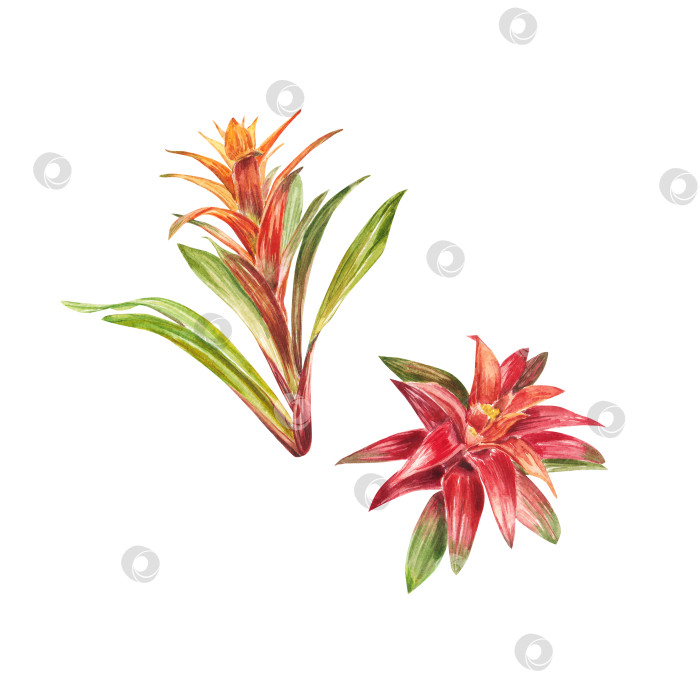 Скачать Тропическое бромелиевое растение с красными и зелеными листьями, раскрашенное вручную акварелью. Иллюстрация выделена на белом фоне. Весенний или летний цветок для свадеб, приглашений, открыток фотосток Ozero