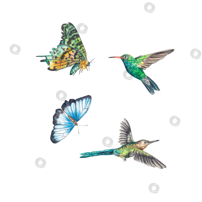 Скачать Две экзотические яркие бабочки и колибри выделены на белом фоне. Акварельная иллюстрация подходит для оформления открыток, свадебных приглашений, обоев для рабочего стола, визитных карточек фотосток Ozero