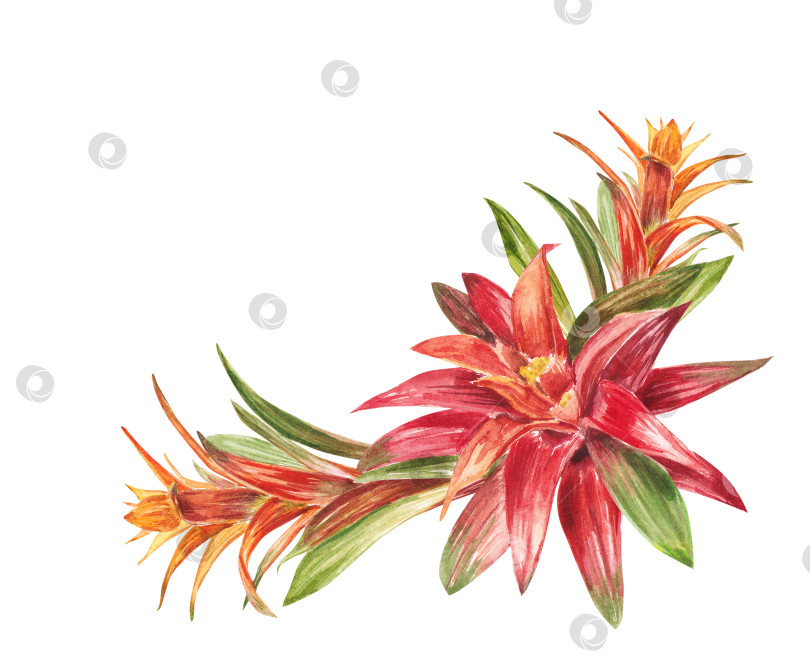 Скачать Тропическое бромелиевое растение с красными и зелеными листьями, раскрашенное вручную акварелью. Иллюстрация выделена на белом фоне. Весенний или летний цветок для свадеб, приглашений, открыток фотосток Ozero
