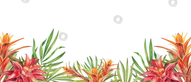Скачать Горизонтальная кайма с тропическими красными цветами, зелеными листьями, бромелией. Акварельный изолированный узор на белом фоне, панорамная иллюстрация летних тропиков. Дизайн веб-сайта, поздравительной открытки, праздничной упаковки фотосток Ozero