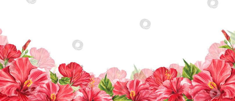 Скачать Цветочная горизонтальная кайма с тропическими красными цветами, зелеными листьями, гибискусом. Акварельный изолированный узор на белом фоне, панорамная иллюстрация летних тропиков. Дизайн веб-сайта, поздравительной открытки, упаковки фотосток Ozero
