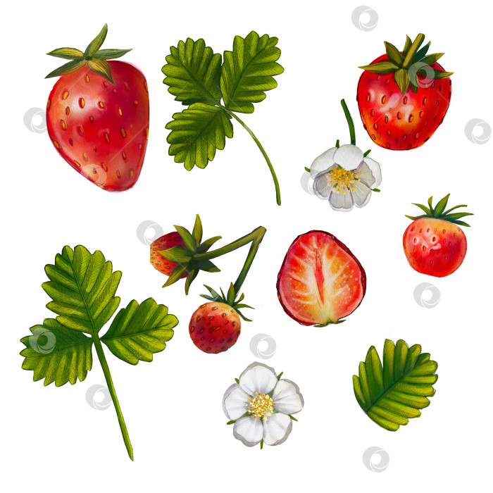 Скачать Набор с красной клубникой на белом фоне. Акварельная иллюстрация цветов и ягод с листьями. Раскрашенная еда, фрукты. Летние ягоды. Подходит для принтов, обоев, коробок, упаковок. фотосток Ozero