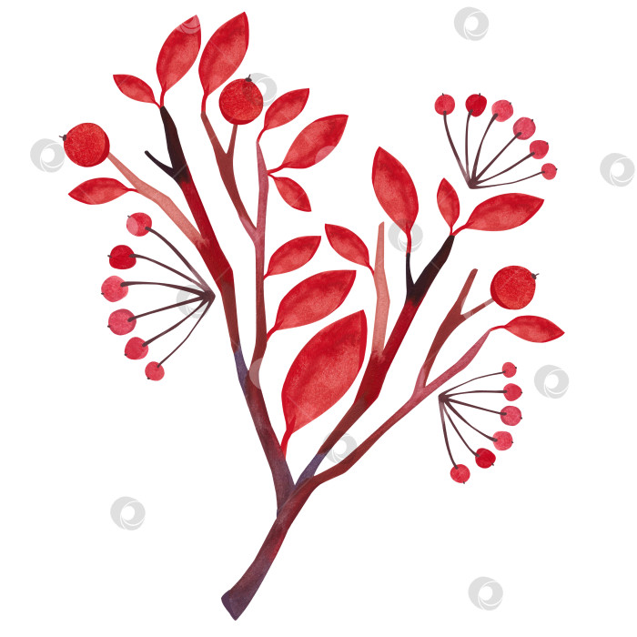 Скачать Осеннее дерево с красными листьями и ягодами. Рябина. Изолированная иллюстрация акварелью на белом фоне в сказочном стиле. Клипарт. фотосток Ozero
