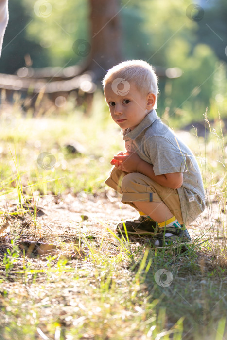Скачать Маленький мальчик собирает шишки в сосновом лесу, сидит на корточках фотосток Ozero